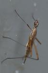 Micropeza lateralis