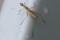Micropeza lateralis
