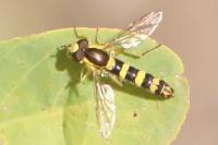 Sphaerophoria scripta