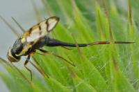 Urophora solstitialis