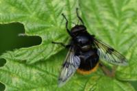 Volucella bombylans