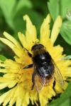 Merodon equestris