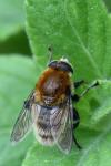 Merodon equestris