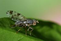 Tephritis hyoscyami
