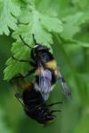 Volucella bombylans