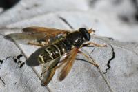 Caliprobola speciosa