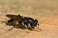 Xylota segnis
