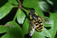 Myathropa florea