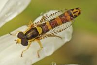 Sphaerophoria scripta