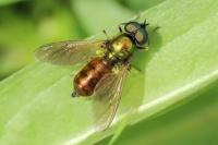 Chloromyia formosa