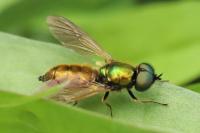 Chloromyia formosa