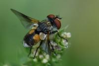 Ectophasia crassipennis