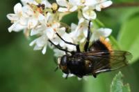 Volucella bombylans