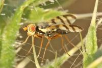 Urophora solstitialis