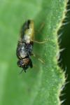 Oplodontha viridula