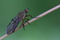 Empis livida