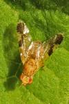 Tephritis bardanae