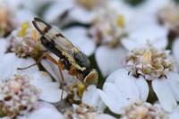 Urophora stylata