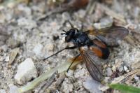 Hemyda vittata