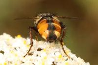 Phryxe magnicornis