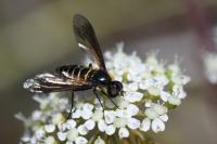 Lomatia lateralis