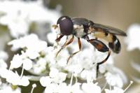 Syritta pipiens