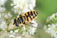 Myathropa florea