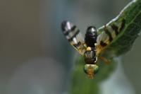Urophora jaceana