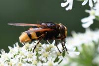 Volucella zonaria