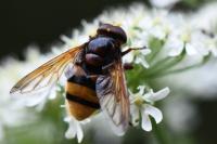 Volucella zonaria