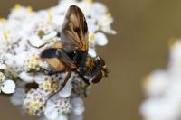 Ectophasia crassipennis