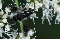 Pipiza austriaca
