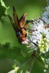 Phasia hemiptera