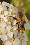 Thecophora