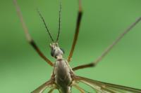 Tipula paludosa