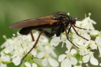 Empis tessellata