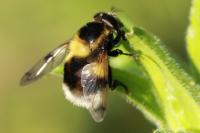 Volucella bombylans