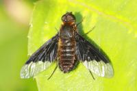 Hemipenthes morio
