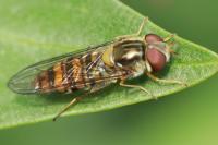 Episyrphus balteatus