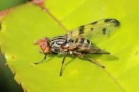 Otites porcus