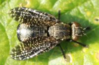 Platystoma