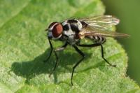 Anthomyia procellaris