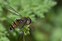 Episyrphus balteatus