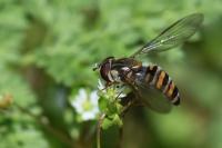 Episyrphus balteatus