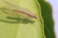 Chrysoperla