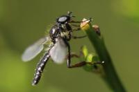 Bibio lanigerus