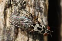 Anthomyia pluvialis