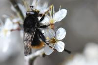 Criorhina ranunculi