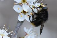 Criorhina ranunculi