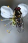 Parasyrphus punctulatus